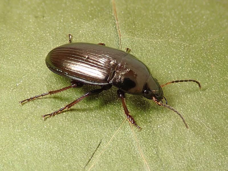 Carabidae: Amara similata ??